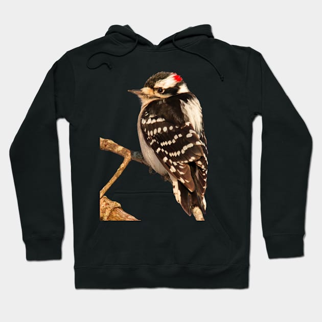 Downy Woodpecker with no background Hoodie by BirdsnStuff